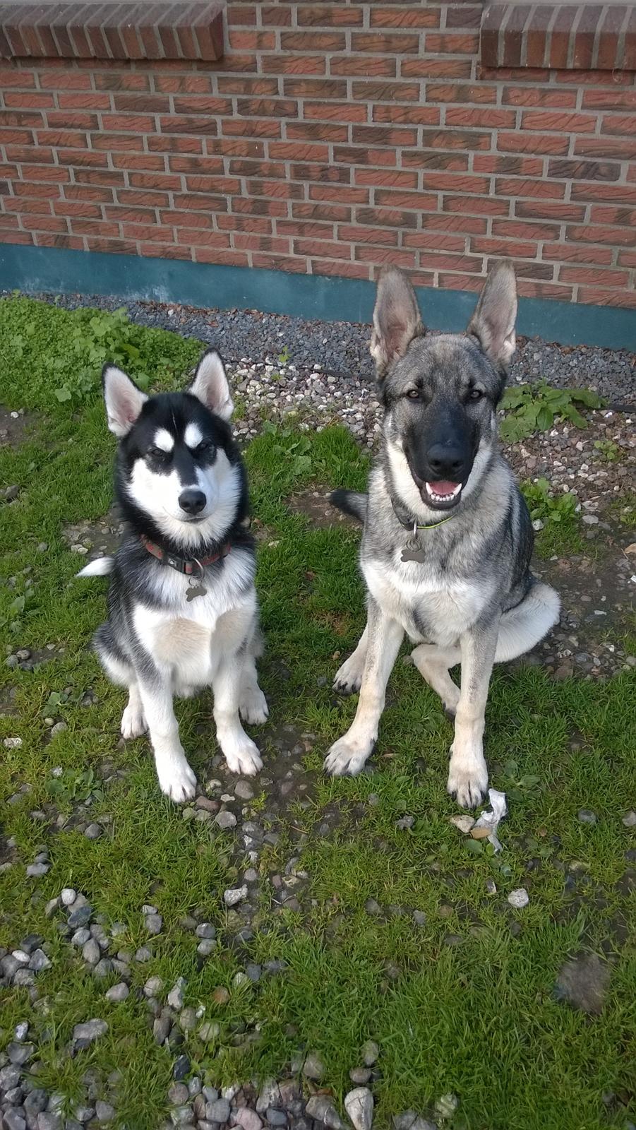 Siberian husky Gayo [Min Første Hund] billede 34