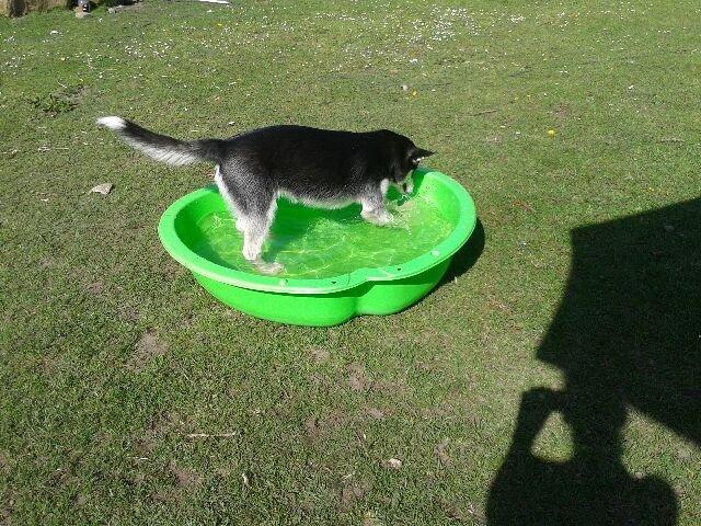 Siberian husky Gayo [Min Første Hund] billede 28