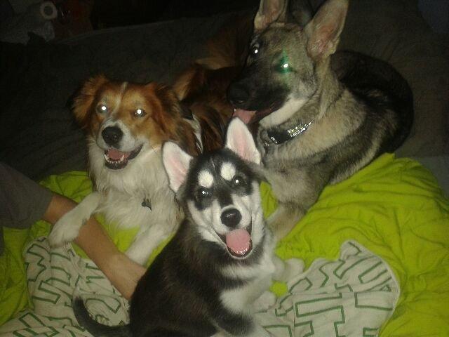 Siberian husky Gayo [Min Første Hund] billede 14