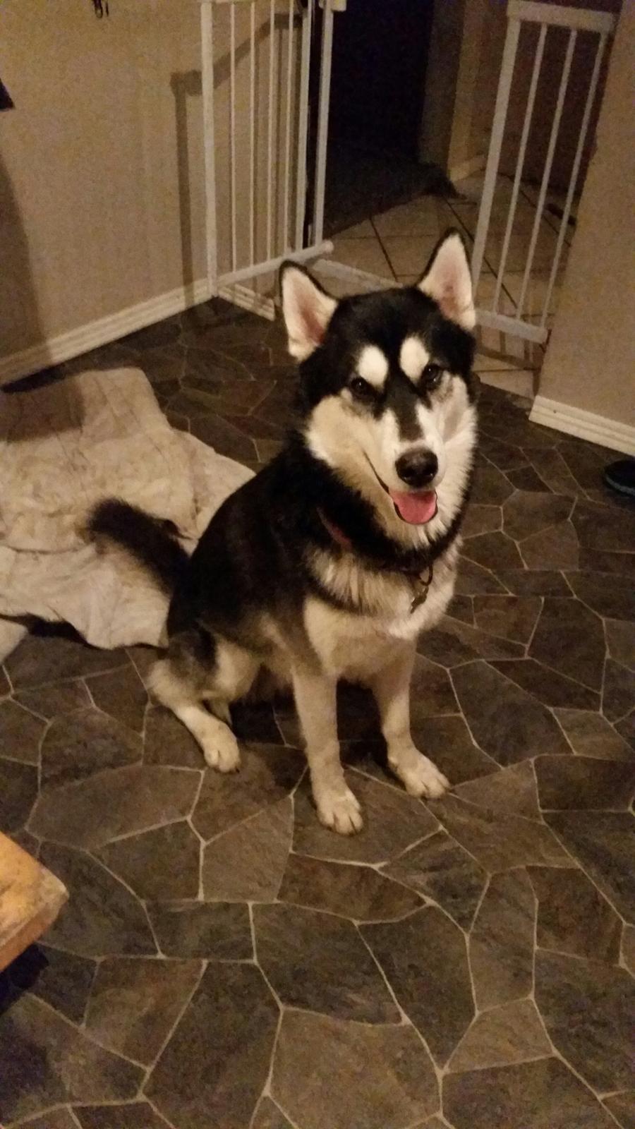 Siberian husky Gayo [Min Første Hund] billede 1
