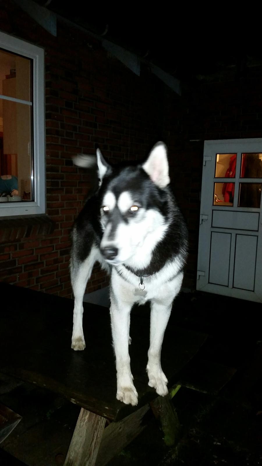 Siberian husky Gayo [Min Første Hund] billede 36