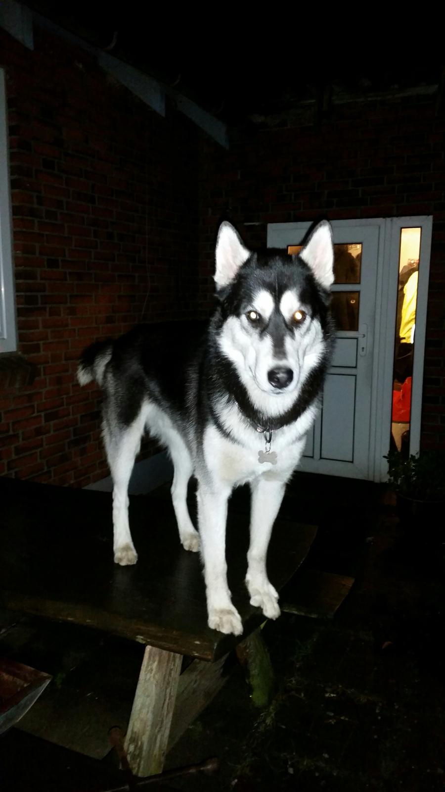 Siberian husky Gayo [Min Første Hund] billede 38