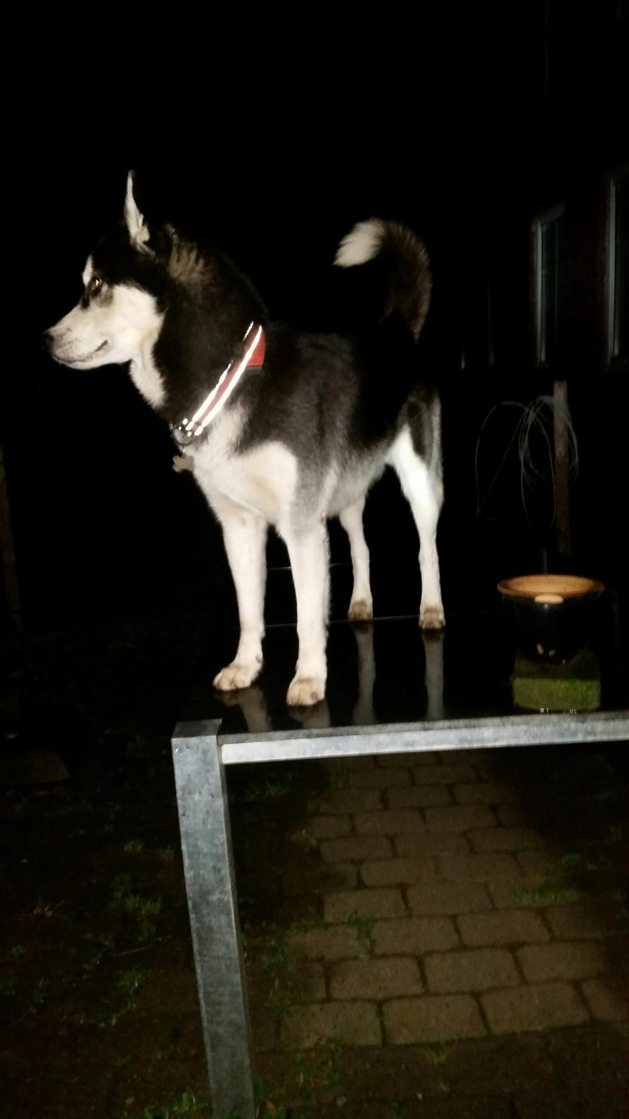 Siberian husky Gayo [Min Første Hund] billede 39