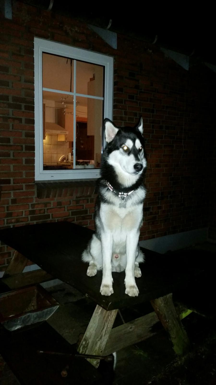 Siberian husky Gayo [Min Første Hund] billede 37