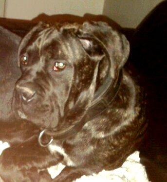 Cane corso Roxy (Venetia De Nobil rose) billede 9