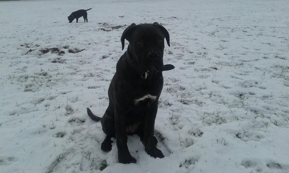 Cane corso Roxy (Venetia De Nobil rose) billede 10