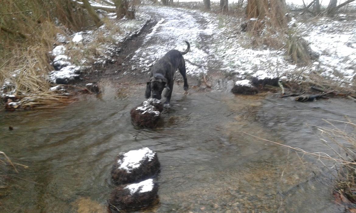 Cane corso Roxy (Venetia De Nobil rose) billede 11