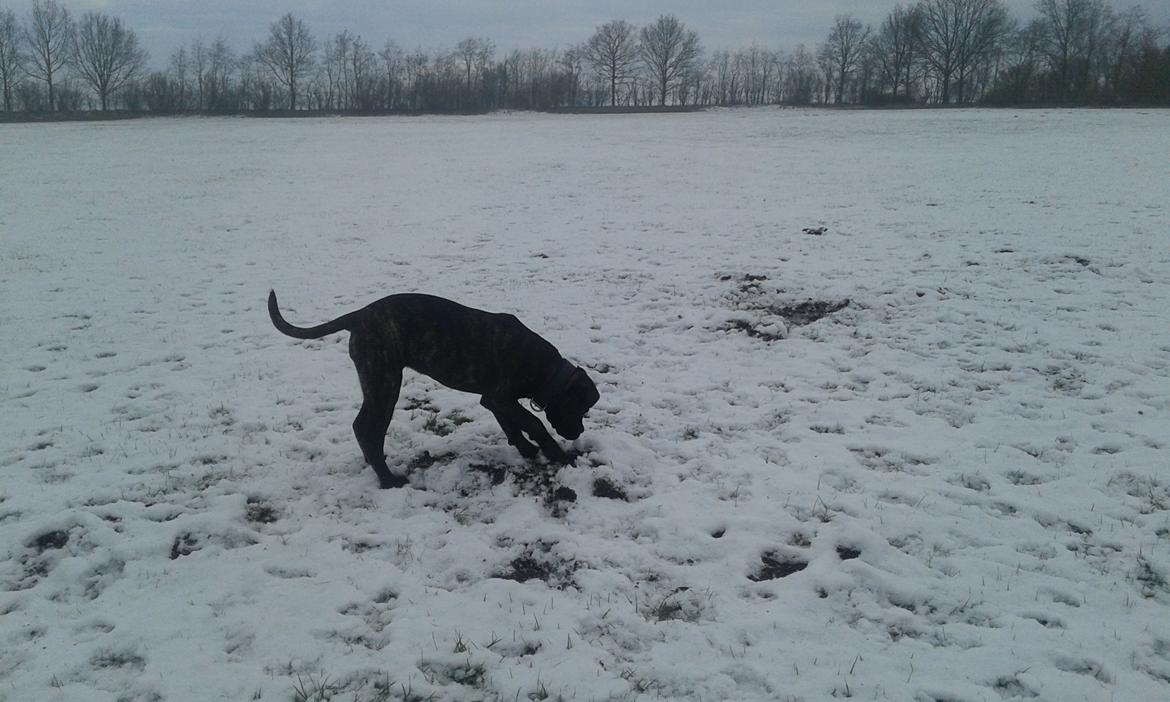 Cane corso Roxy (Venetia De Nobil rose) billede 12