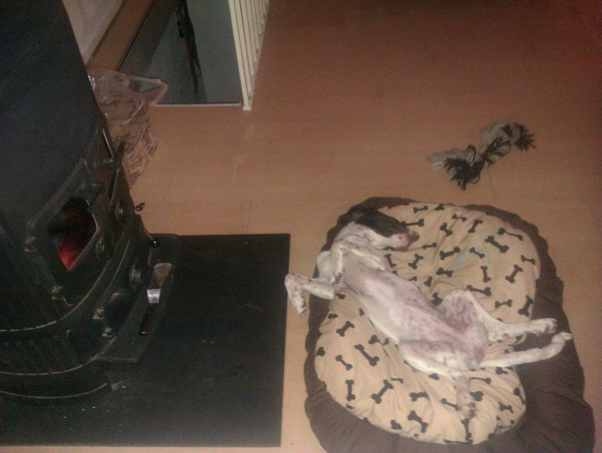 Kleiner münsterländer Trine - hygge foran brandeovnen billede 4