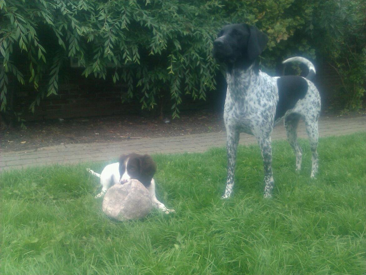 Kleiner münsterländer Trine - Dexter viser lille hvalp Trine hvordan man leger med en bold billede 6