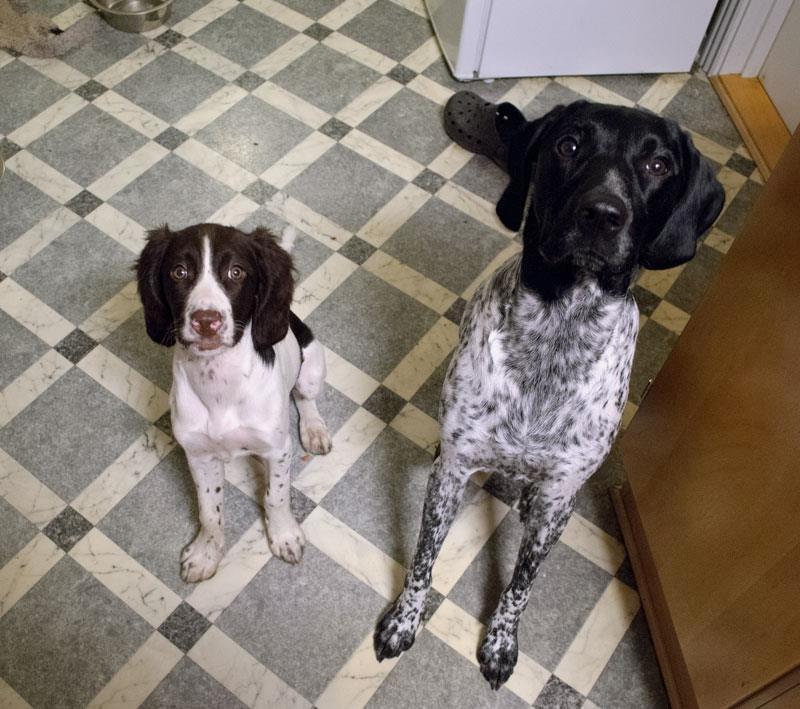 Kleiner münsterländer Trine - Trines første uge hjemme billede 3