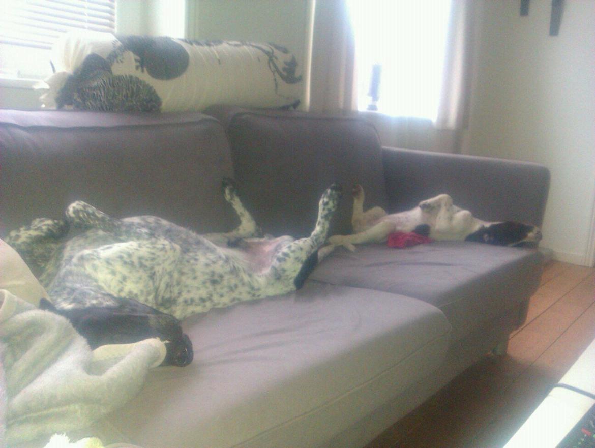 Kleiner münsterländer Trine - Dexter viser Trine hvordan man slapper af billede 7