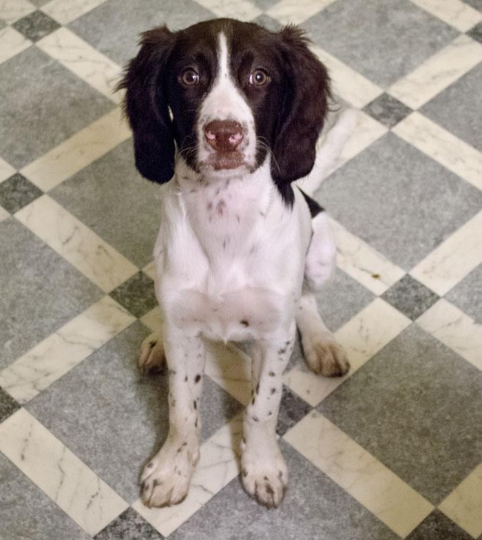 Kleiner münsterländer Trine billede 2