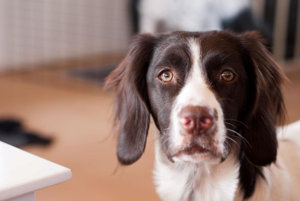 Kleiner münsterländer Trine billede 8