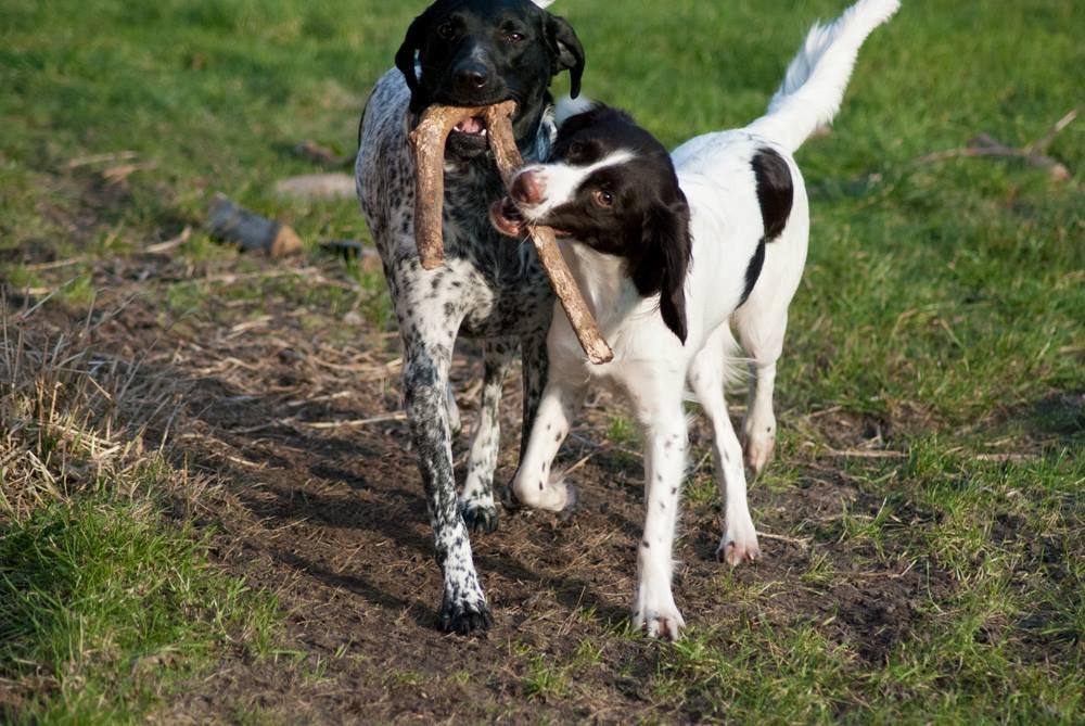 Kleiner münsterländer Trine - leg i haven billede 9