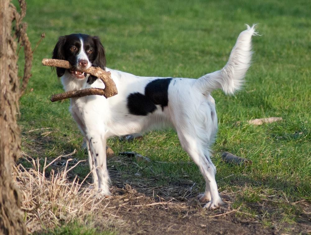Kleiner münsterländer Trine - MIN PIND billede 10