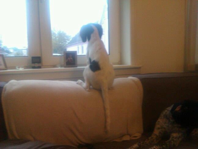 Kleiner münsterländer Trine - min spion billede 5