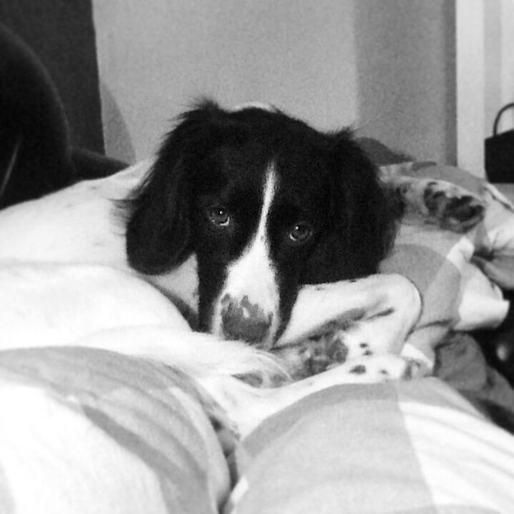 Kleiner münsterländer Trine - putte tid i sengen billede 11