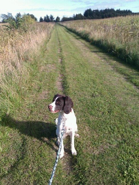 Kleiner münsterländer Trine - gåtur med mor billede 12