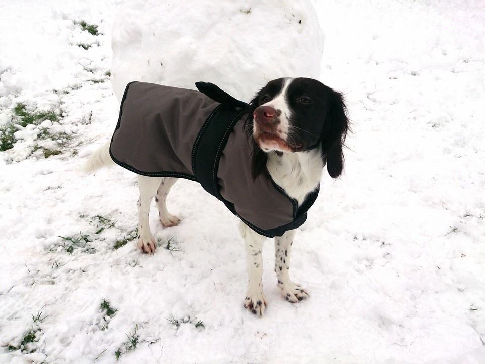 Kleiner münsterländer Trine - snob. too fancy for my coat billede 13