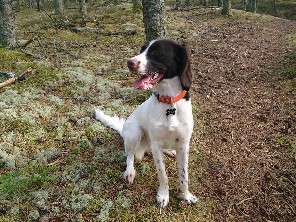 Kleiner münsterländer Trine billede 15