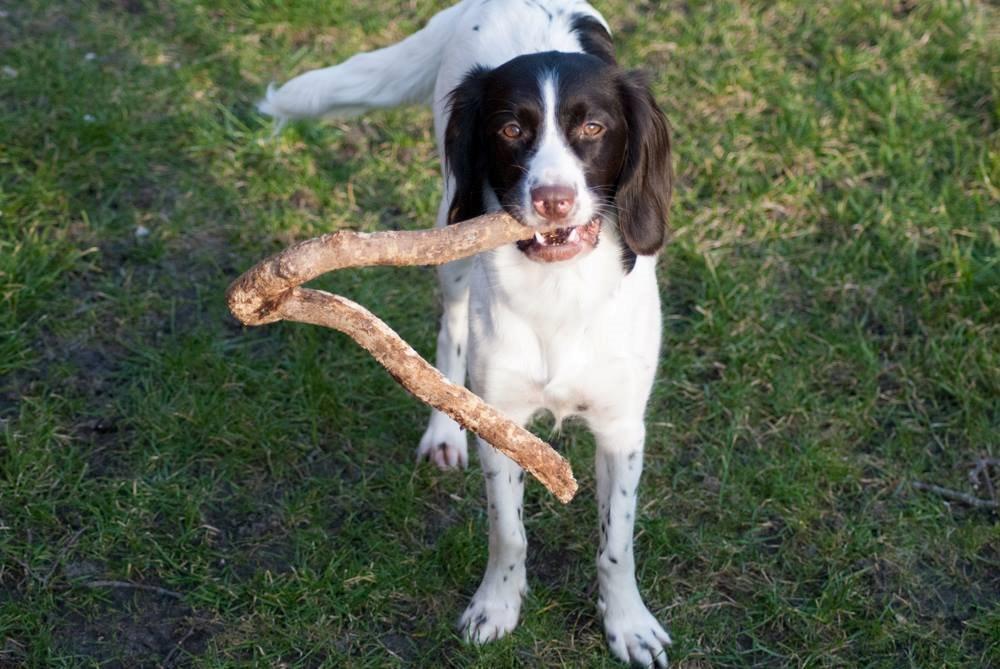 Kleiner münsterländer Trine billede 16