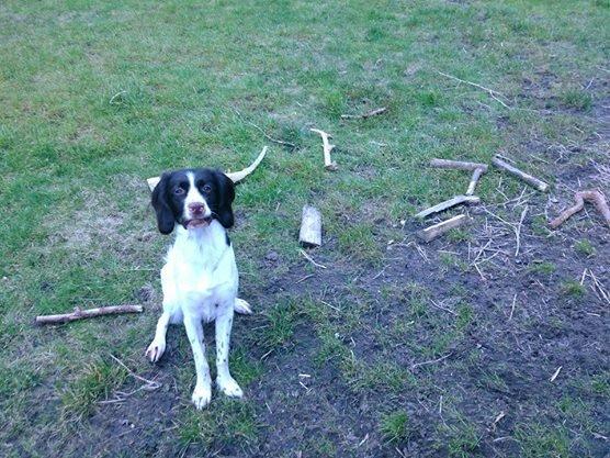 Kleiner münsterländer Trine - ja hun samler på pind billede 17