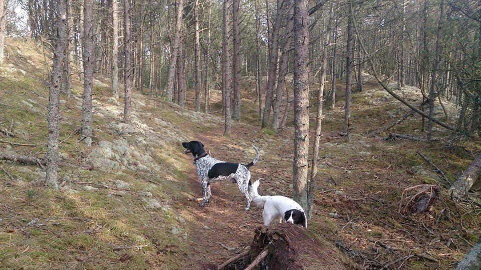 Kleiner münsterländer Trine billede 18