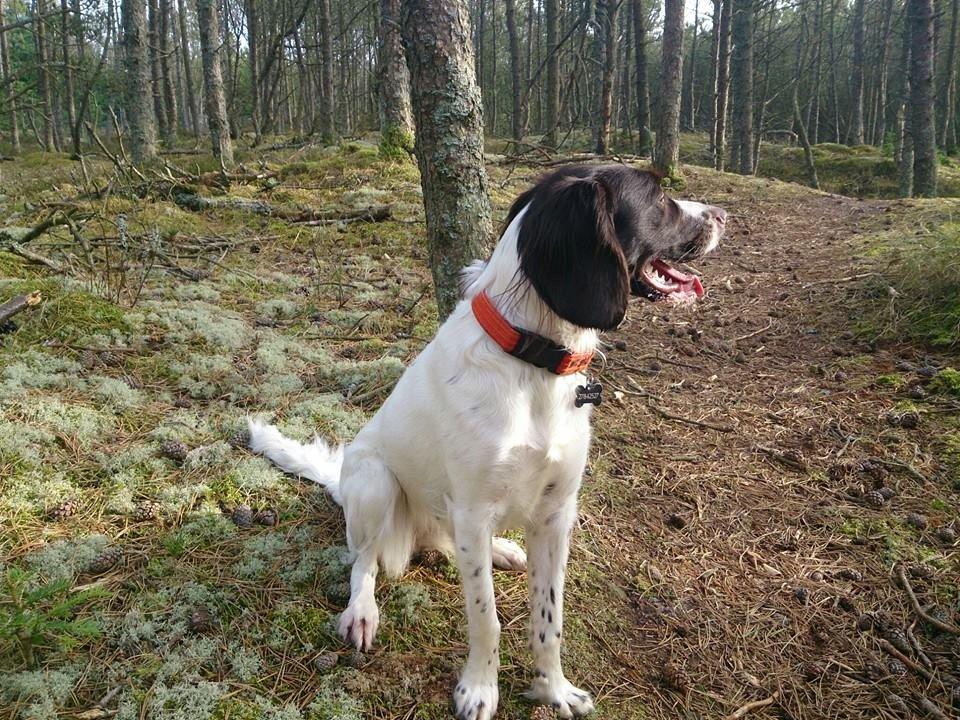 Kleiner münsterländer Trine billede 19