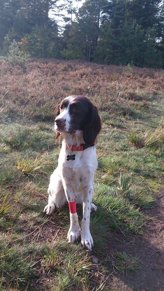 Kleiner münsterländer Trine - Alene tid med mor i hundeskoven efter en tur til dyrelægen billede 20