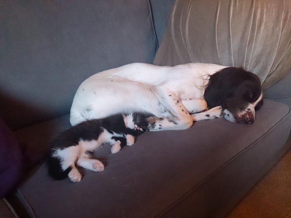 Kleiner münsterländer Trine - missehygge billede 21