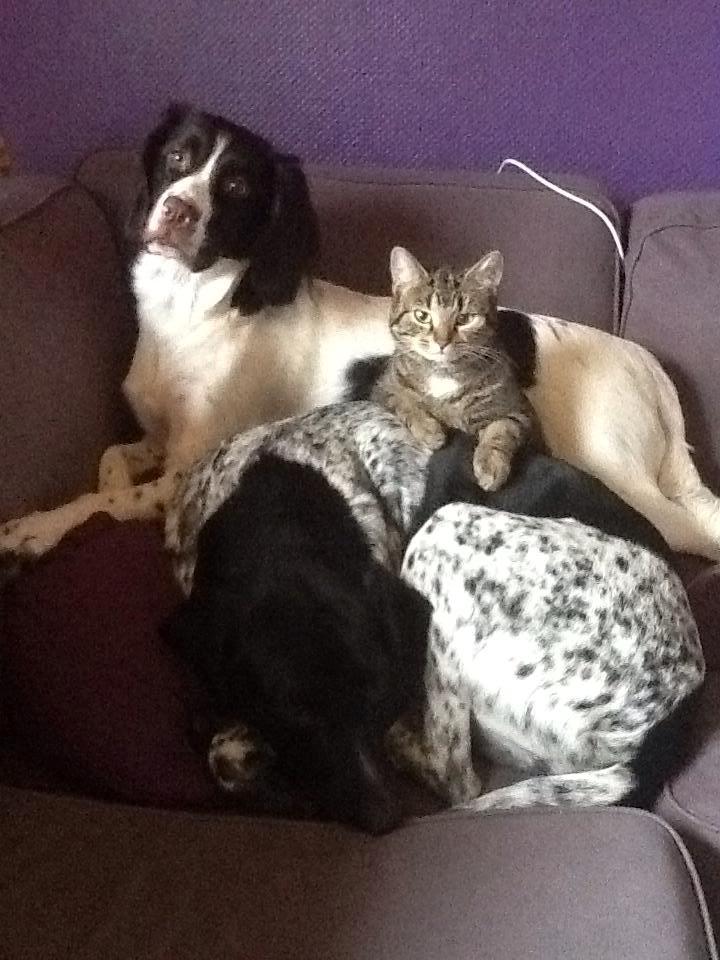 Kleiner münsterländer Trine - familie hygge billede 22