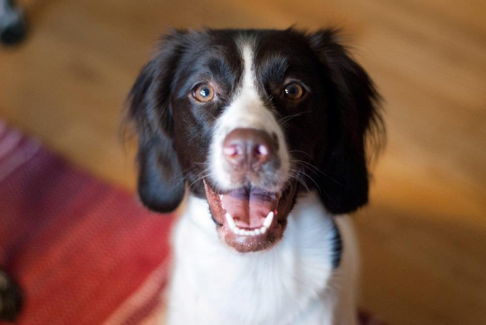 Kleiner münsterländer Trine billede 1