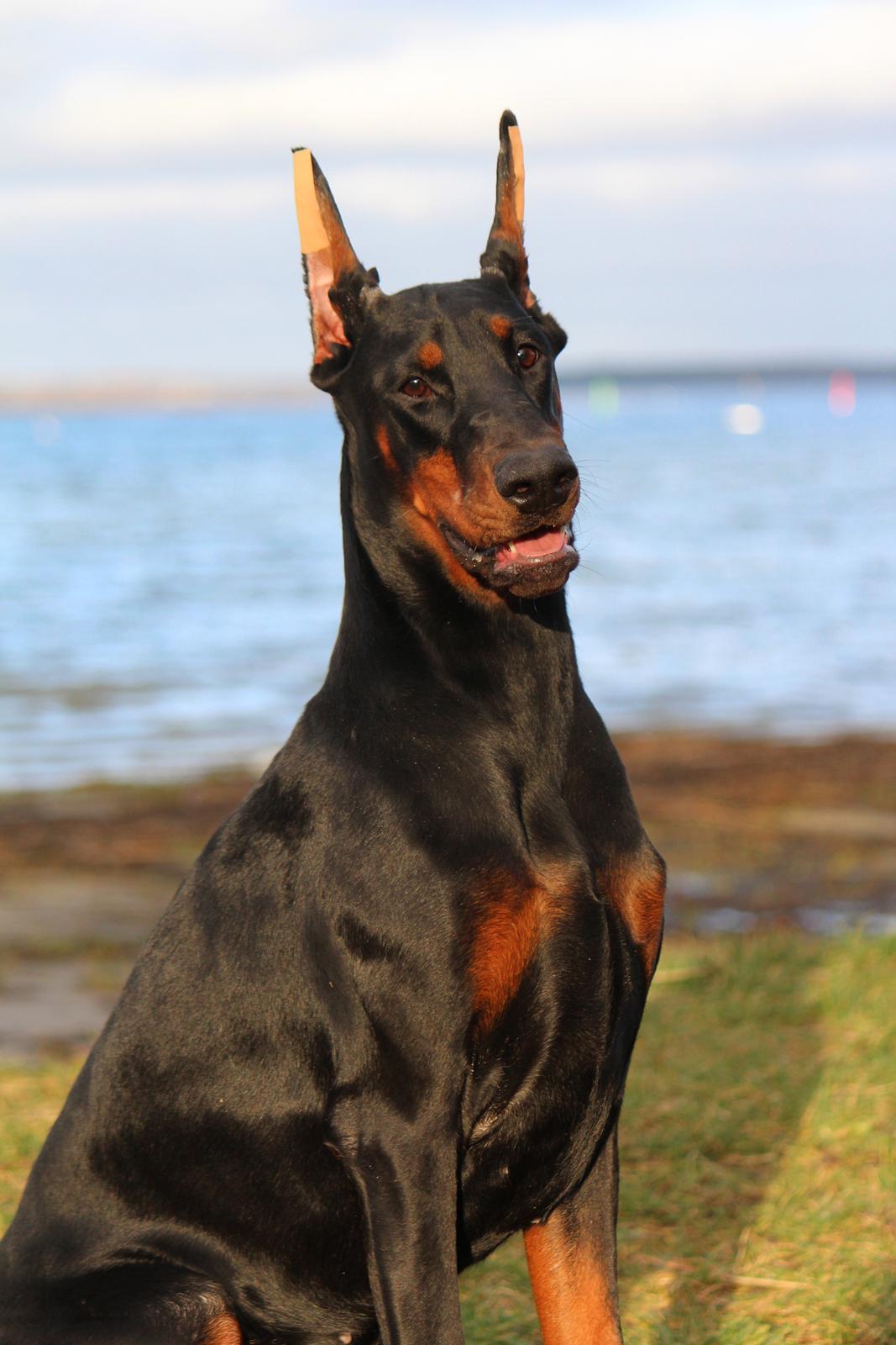 Dobermann Tahi-reme Nadya Nikita billede 5