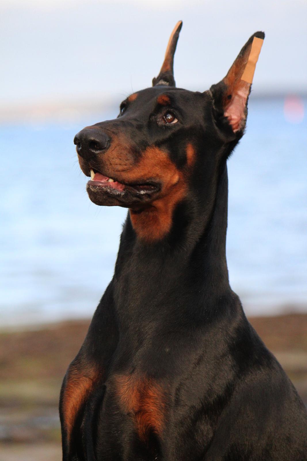 Dobermann Tahi-reme Nadya Nikita billede 7
