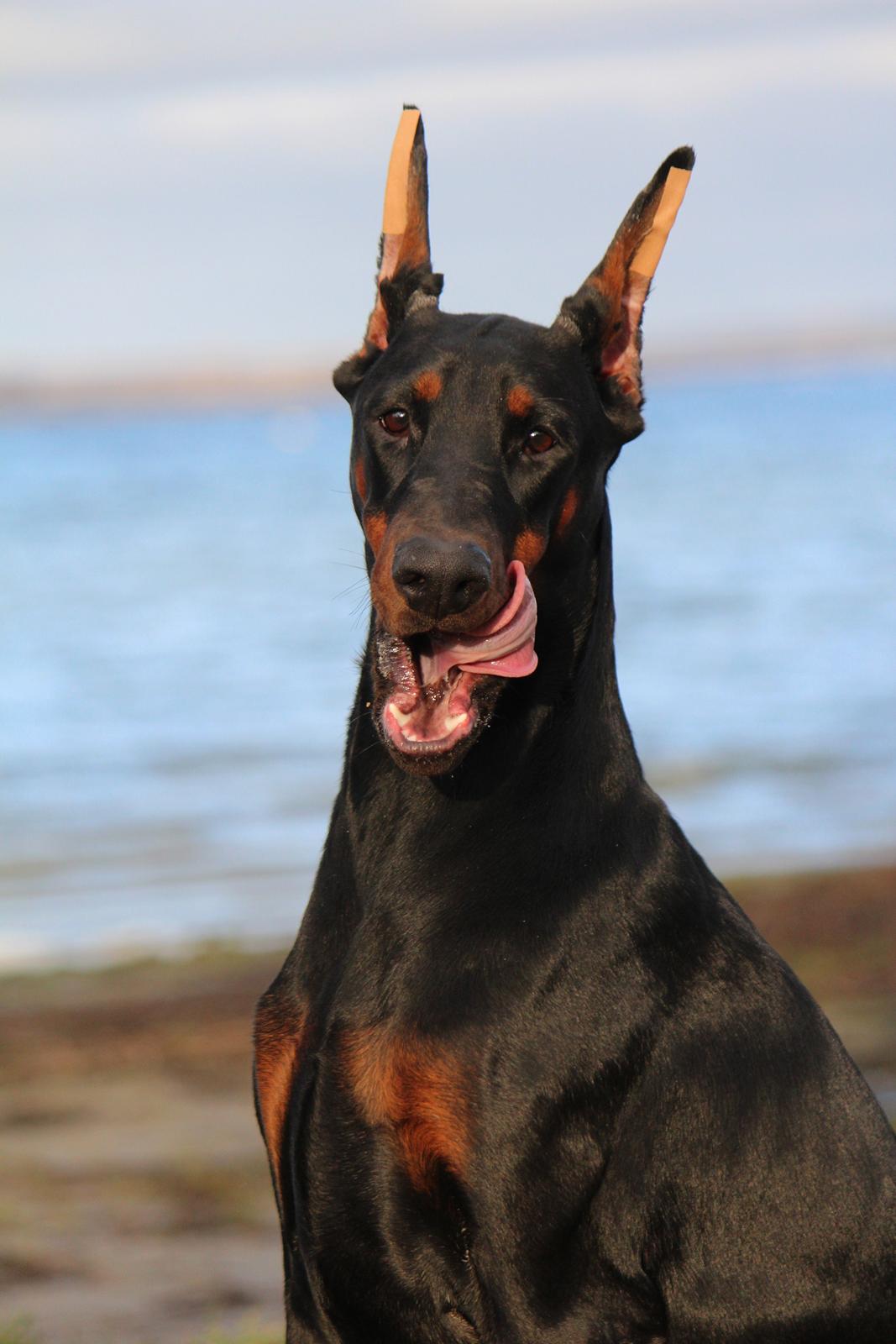 Dobermann Tahi-reme Nadya Nikita billede 6