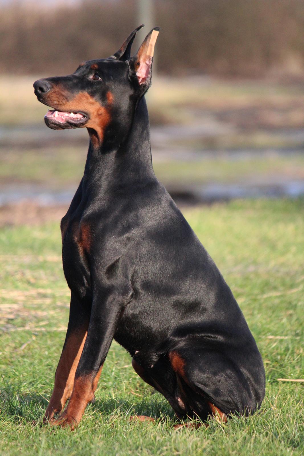 Dobermann Tahi-reme Nadya Nikita billede 8
