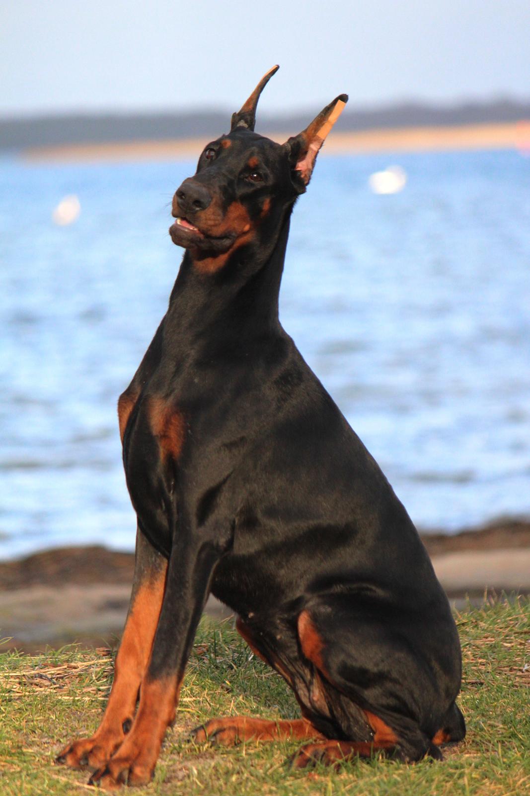Dobermann Tahi-reme Nadya Nikita - 9 mdr billede 1