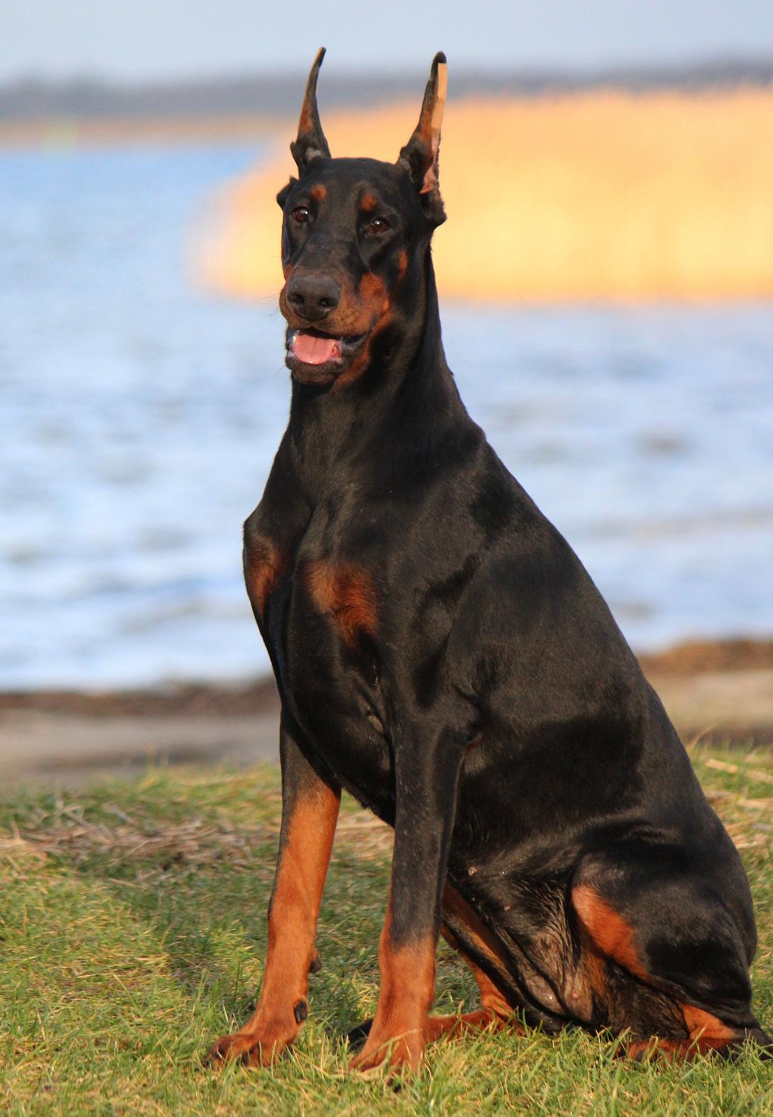 Dobermann Tahi-reme Nadya Nikita billede 9