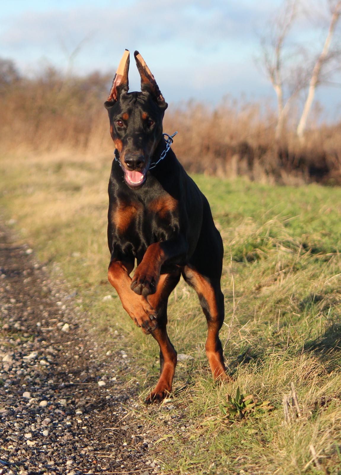 Dobermann Tahi-reme Nadya Nikita billede 10