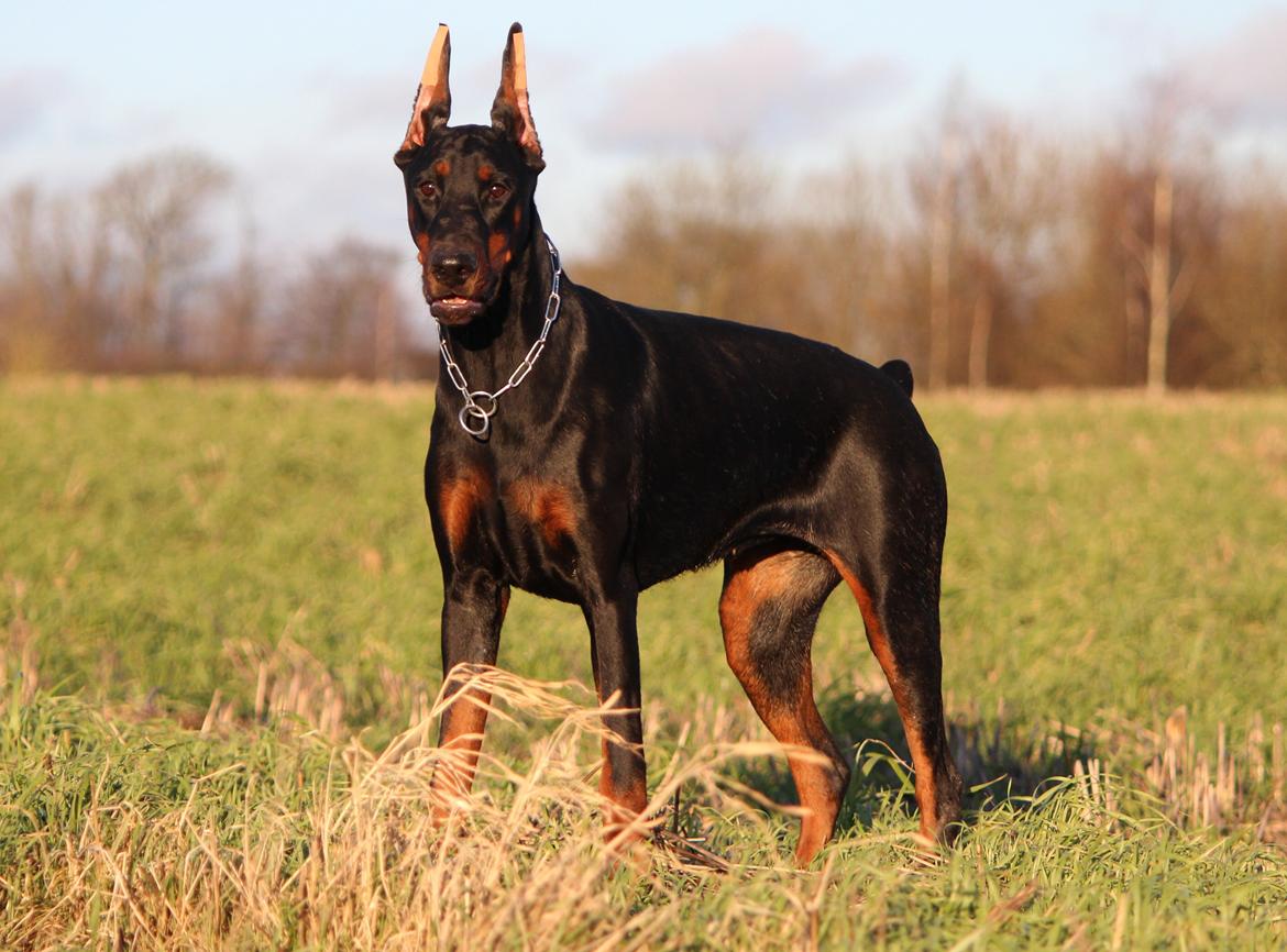 Dobermann Tahi-reme Nadya Nikita billede 11
