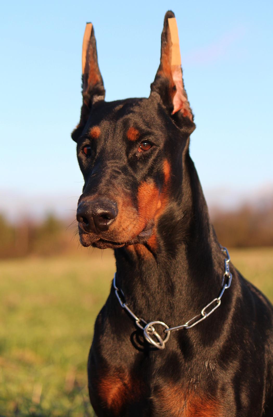 Dobermann Tahi-reme Nadya Nikita billede 12