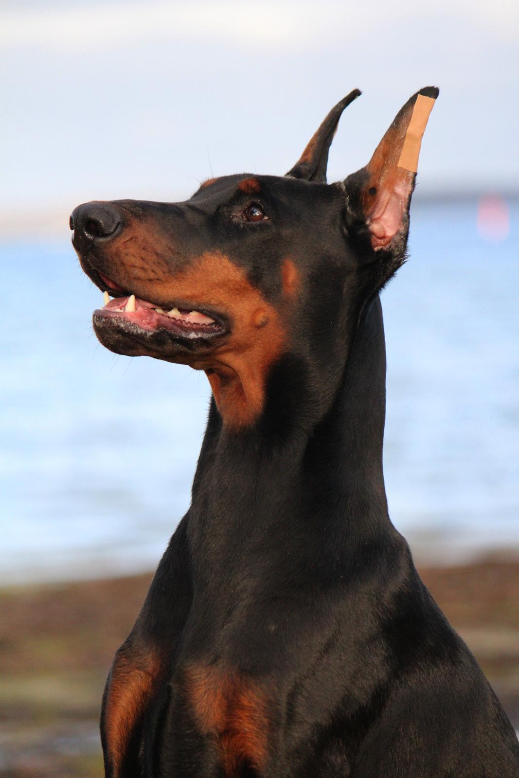 Dobermann Tahi-reme Nadya Nikita billede 4