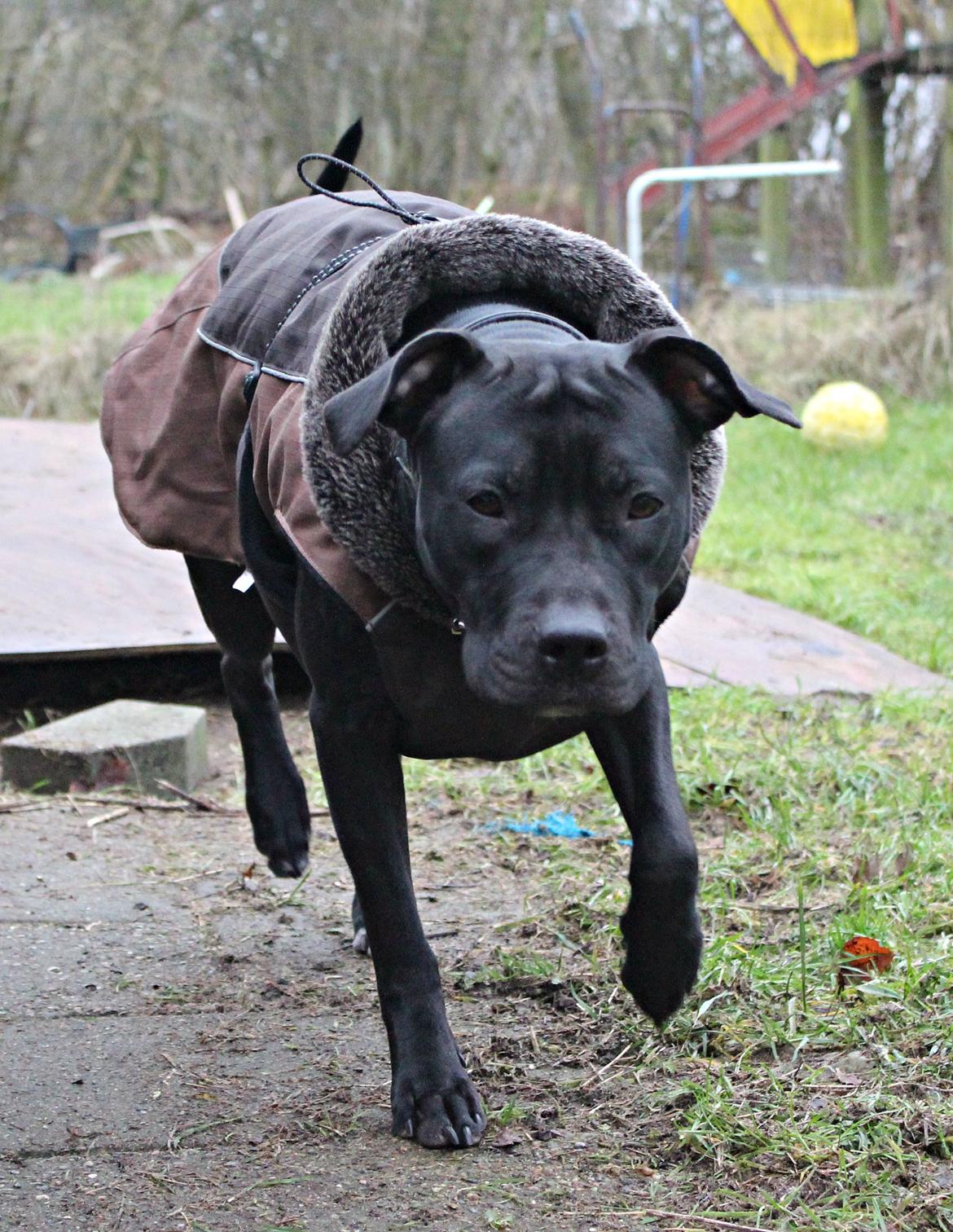 Blanding af racer Shaggie (himmelhund<3) billede 8