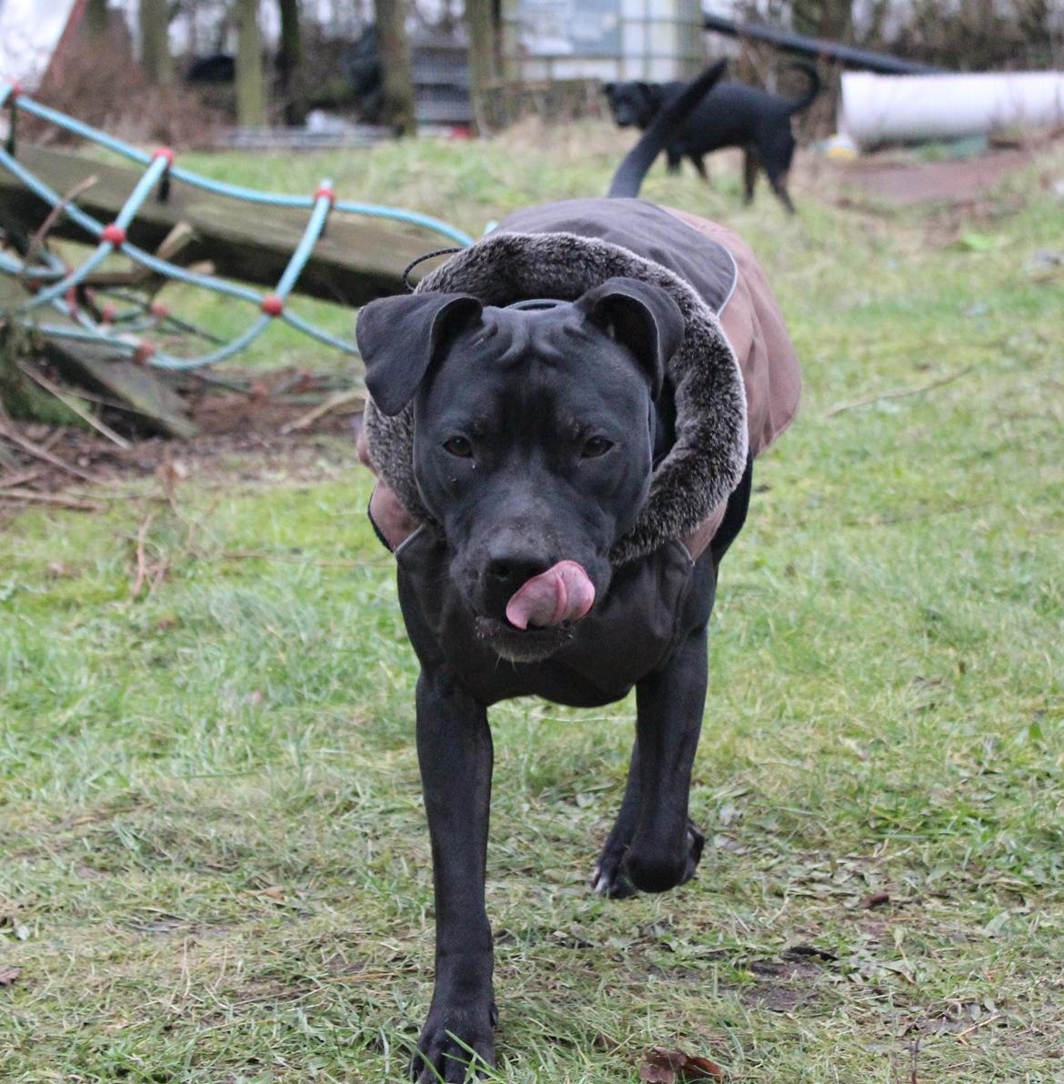 Blanding af racer Shaggie (himmelhund<3) billede 9