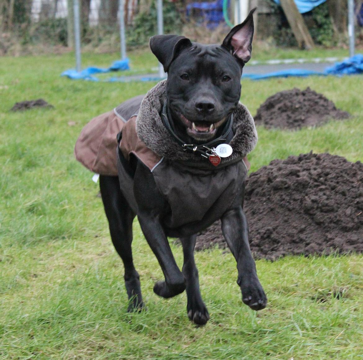 Blanding af racer Shaggie (himmelhund<3) billede 5