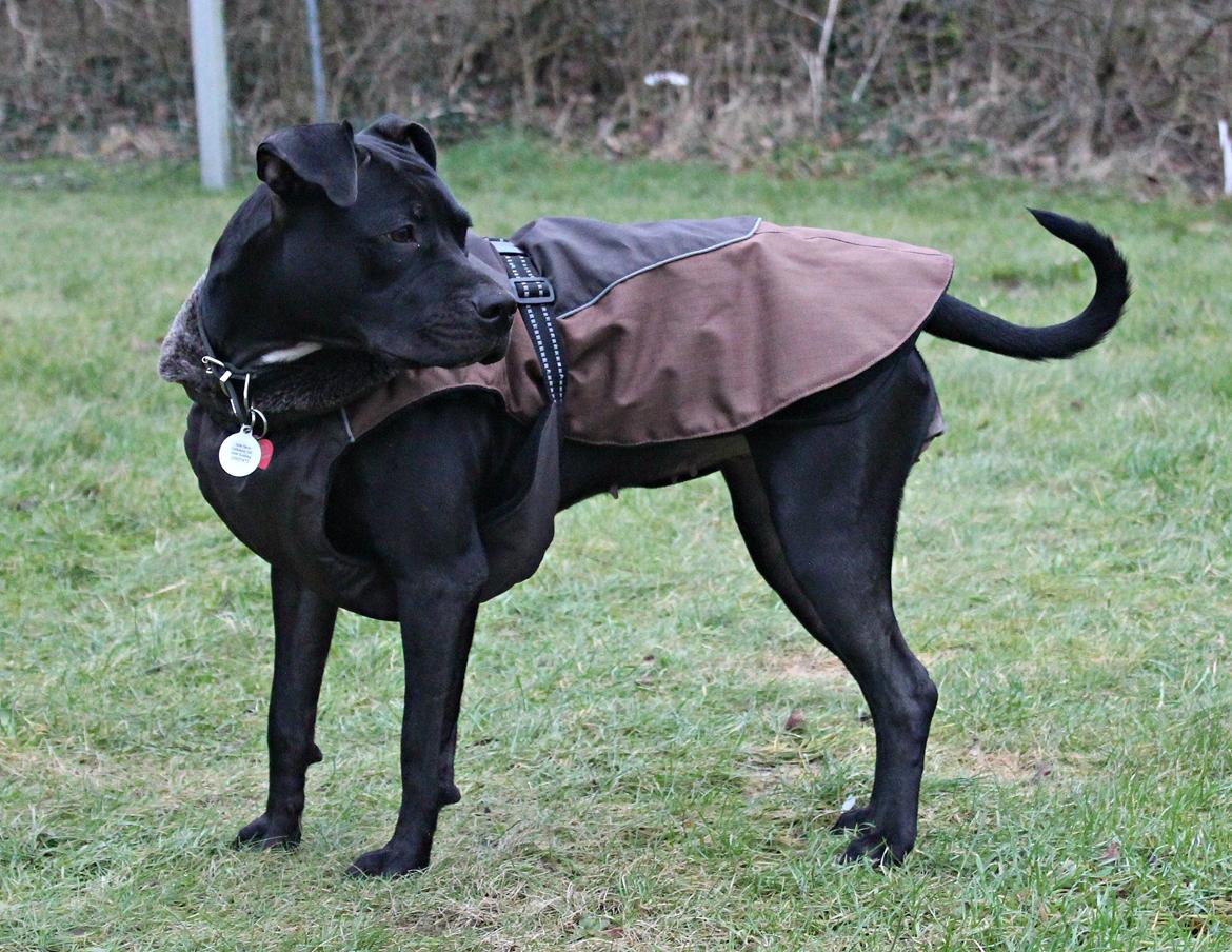 Blanding af racer Shaggie (himmelhund<3) billede 19