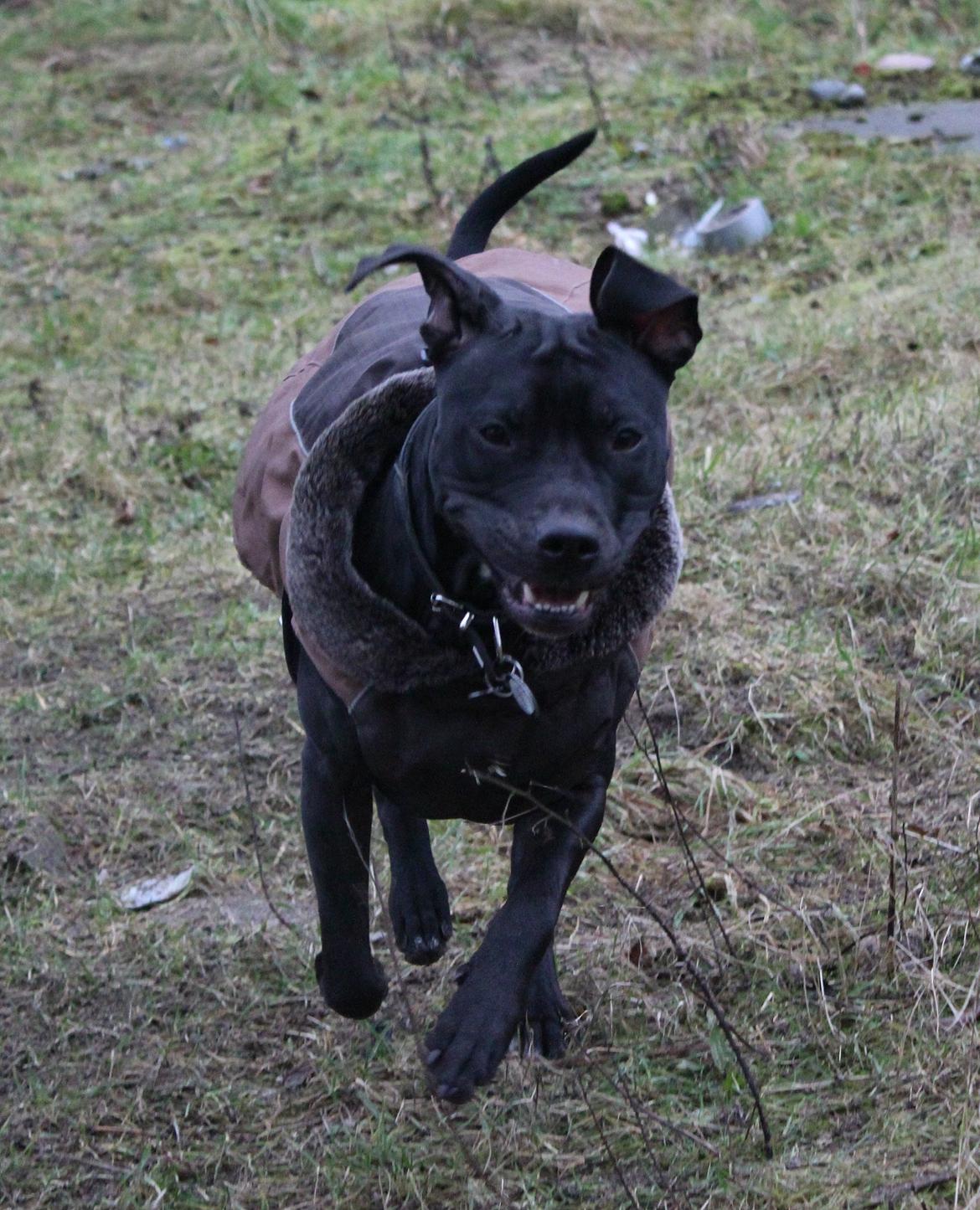 Blanding af racer Shaggie (himmelhund<3) billede 16