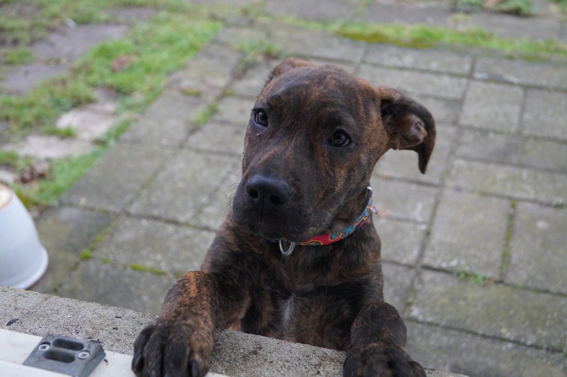 Blanding af racer Sif billede 12