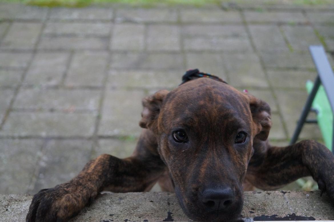 Blanding af racer Sif billede 13